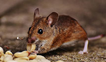 24 Hour & Emergency Exterminators in Fort Payne, AL